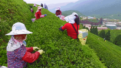 枣庄第一茶市新茶上市啦!新春第一采你不想尝尝鲜?