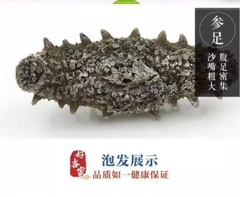 好当家有机刺参万洲店盛大开业!|高温夏乏身体虚,海参为您带来正能量