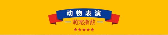 鹤壁这个地方简直不要太热闹!万洲汇环球大马戏现场直击